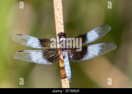 Libellula maschio di genere Widow Skimmer appollaiata su una canna secca. Foothills Nature Preserve, Contea di Santa Clara, California. Foto Stock