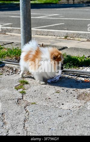 Una fotografia verticale che cattura un piccolo, soffice cane Pomeraniano bianco e arancione in piedi all'aperto su una superficie lastricata e che tiene un calzino bianco in bocca, vicino a un palo di metallo. Foto Stock