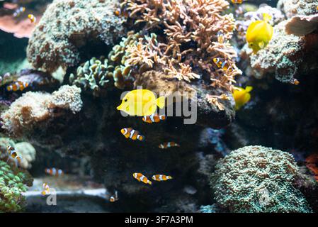 Il Zebrasoma giallo, il Zebrasoma flavescens, circondato da altri pesci in un acquario tra le coralli. Foto Stock