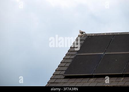 Un piccione seduto su un tetto di tegole nere coperto di escrementi, con pannelli solari visibili sul tetto. Weelde (Ravels), Belgio, 25 luglio 2026. Foto W Foto Stock