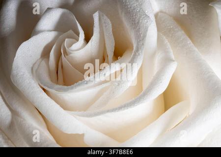 Macro di rose bianche Foto Stock