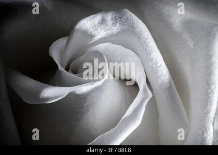Macro di rose bianche Foto Stock