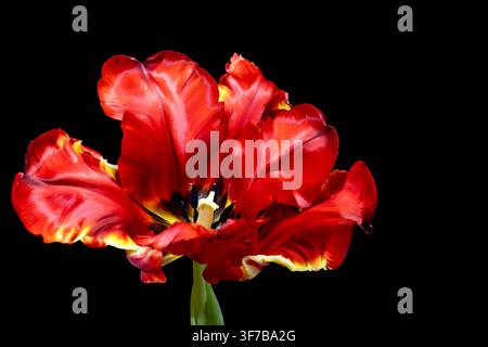 Primo piano di tulipano rosso e giallo Foto Stock