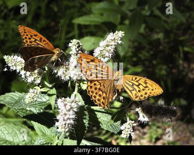 Due farfalle arancioni, l'Imperatore (Argynnis paphia), una delle quali ha un'ala gravemente danneggiata, su fiori bianchi in un ambiente naturale verdeggiante, Huettchopf Foto Stock