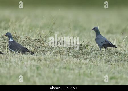 Piccione buco, Columba oenas, e piccione collarolo Columba palumbus, in cerca di cibo, Burbach Renania Settentrionale-Vestfalia Foto Stock