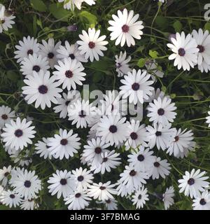 Margherita del Capo (Osteospermum ecklonis), Francia Foto Stock