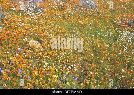 Margherite Namaqua arancioni e bianchi (Dimorphotheca sinuata, Dimorphotheca pluvialis) e lino blu del sole (Heliophila coronopifolia) trasformano il semi-deserto Ka Foto Stock