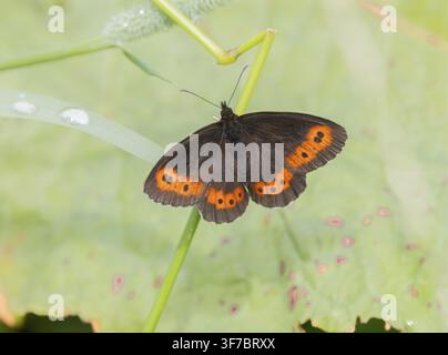 Erebia a banda bianca (Erebia ligea), Pinzgau, Strada delle Alpi Alta Foto Stock