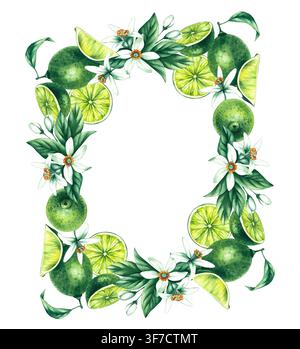 Corona di lime. Frutto tropicale degli agrumi disegnato a mano ad acquerello. Illustrazione dipinta a mano di lime. Frutto botanico di lime per inviti di matrimonio, festival o Foto Stock