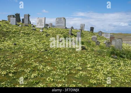 Masse di primule in un cimitero, vicino a Clachan Sands, North Uist, Ebridi Esterne, Scozia Foto Stock