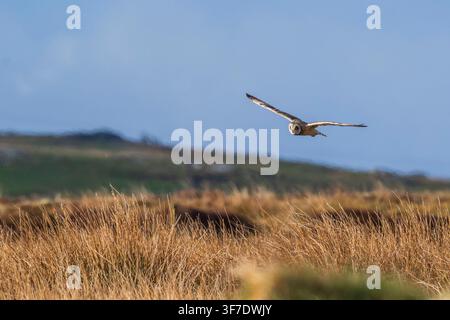 Gufo dalle orecchie corte in volo, South Uist, Ebridi Esterne, Scozia Foto Stock