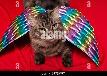 Gatto tabby con ali d'angelo arcobaleno su uno sfondo rosso, creando un ritratto fantasioso e giocoso di un animale domestico. Foto Stock
