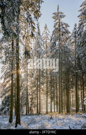 Alberi di conifere ricoperti di neve fresca con raggi di sole che filtrano attraverso i rami nel tranquillo parco naturale delle alte brughiere Foto Stock