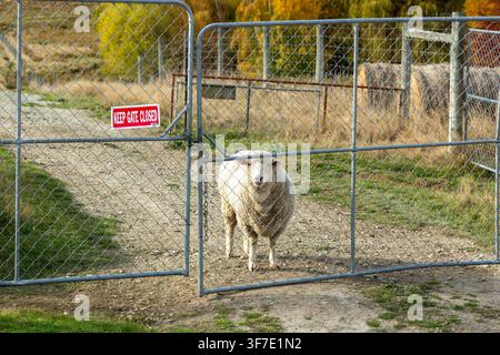Una pecora domestica bianca in piedi dietro un cancello di recinzione in rete metallica con un cartello "Tenere il cancello chiuso"} Foto Stock