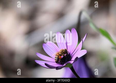 Ape europea (Apis mellifera) che raccoglie nettare e polline da un fiore di margherita africana Foto Stock