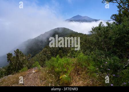 Il Teide e Pico Viejo che si innalzano sopra un mare di nuvole visti da una cresta boscosa a Teno Foto Stock