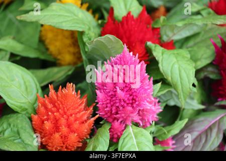 Celosia argentea-Cockscomb, Plumed Cockscomb, Celosia primo piano Foto Stock