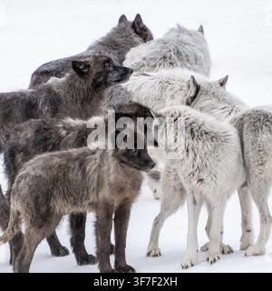 Lupi neri Foto Stock