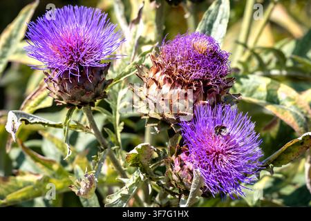 Bombus raccoglie nettare su un fiore di carciofo viola vivace circondato da capolini in fiore e appassiti in un giardino estivo Foto Stock