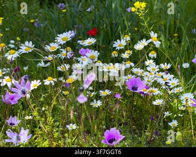 Anemoni viola e rossi si ergono tra margherite bianche e fiori di senape gialli in un rigoglioso campo verde primaverile Foto Stock