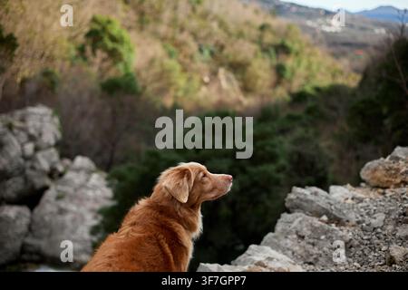 Un Nova Scotia Duck Tolling Retriever guarda attraverso un paesaggio di canyon roccioso durante un viaggio all'aperto. Atmosfera di avventura e escursione con montagne scenografiche Foto Stock
