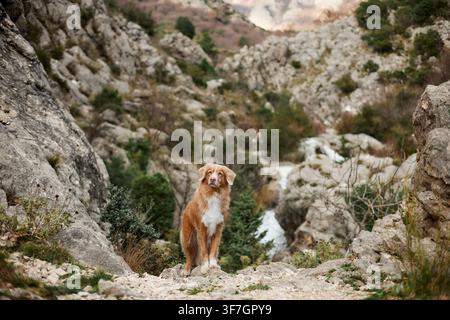 Nova Scotia Duck Tolling Retriever si trova su un sentiero roccioso circondato da scogliere di canyon durante un'avventura all'aperto. Scena di viaggio panoramica con un attivo Foto Stock