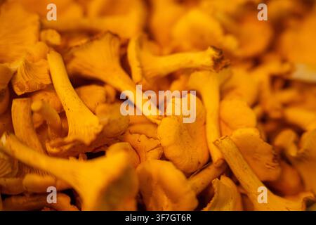 Freschi finferli in primo piano dorato caldo Foto Stock