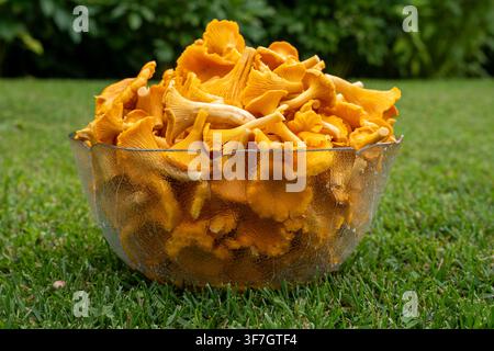 Freschi funghi chanterelle dorati ammucchiati in una ciotola di vetro all'aperto Foto Stock