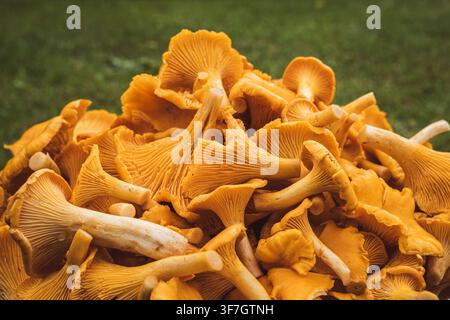 Freschi funghi chanterelle dorati ammucchiati all'aperto in primo piano Foto Stock