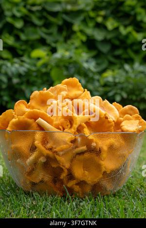 Freschi funghi di chanterelle dorati in una ciotola di vetro con sfondo di giardino Foto Stock