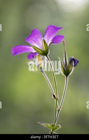 Geranio dei boschi, Geranium sylvaticum, fiore selvatico viola con sfondo verde morbido Foto Stock
