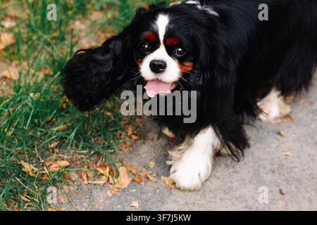 Cavalier King Charles Spaniel che cammina. Foto Stock