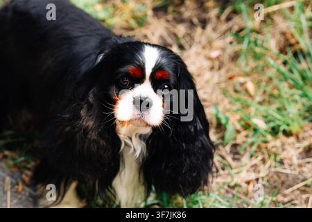 Ritratto di un Cavalier King Charles Spaniel. Foto Stock