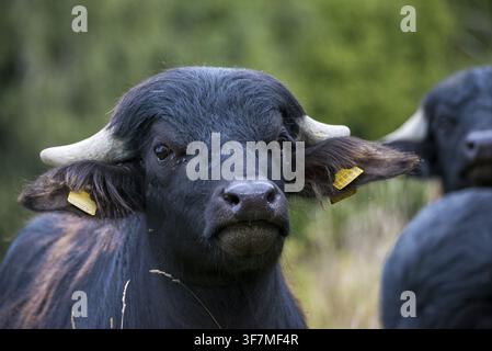 Artiodactyla, Bubalus arnee, ungulati pari, zoccolo fesso, bufalo d'acqua, animali domestici, animale domestico, mammiferi, mammiferi Foto Stock