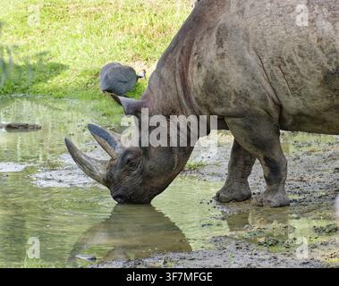 Rinoceronte nero dell'Africa orientale (Diceros bicornis michaeli) che beve, rinoceronte, ungulato di dito dispari, in cattività, trovato nell'Africa orientale Foto Stock