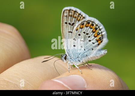 Una piccola farfalla, un blu (Lycaenidae), è appollaiata su un dito contro uno sfondo verde sfocato, Ternitz, Bassa Austria, Austria Foto Stock