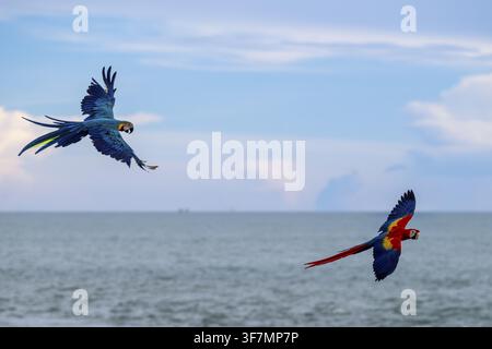 Ara dal ventre giallo (Ara ararauna) e ara scarlatta (Ara macao), Jomtien, Thailandia Foto Stock