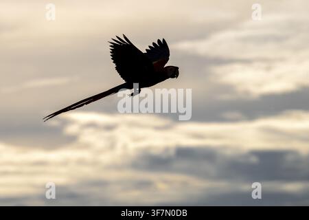 Silhouette di un ara macao (Ara macao), Jomtien, Thailandia Foto Stock