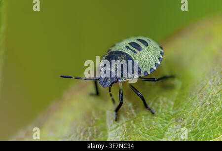 Pugnolo comune, punteruolo verde comune, pentatomide verde, punteruolo verde, eterottero, larva giovane, Palomena prasina, punteruolo, punteruolo verde, i Foto Stock