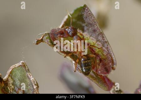 Formiche, formica, formica legnosa marrone-nera, formica cavallina marrone-nera, Camponotus ligniperdus, azzurro delle querciaie, blu ftyhen, formicidae, imenotteri, grande carpentiere Foto Stock