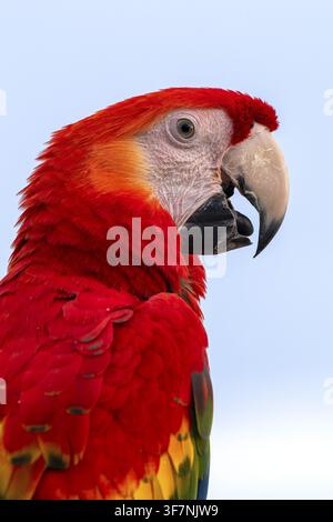 Ara scarlatto (Ara macao), Jomtien, Thailandia Foto Stock