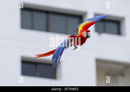 Ara scarlatto (Ara macao), Jomtien, Thailandia Foto Stock