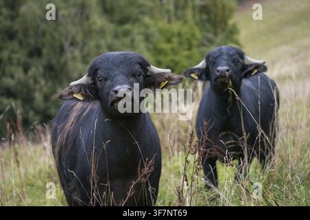 Artiodactyla, Bubalus arnee, ungulati pari, zoccolo fesso, bufalo d'acqua, animali domestici, animale domestico, mammiferi, mammiferi Foto Stock