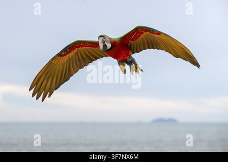 Ara scarlatto (Ara macao), Jomtien, Thailandia Foto Stock