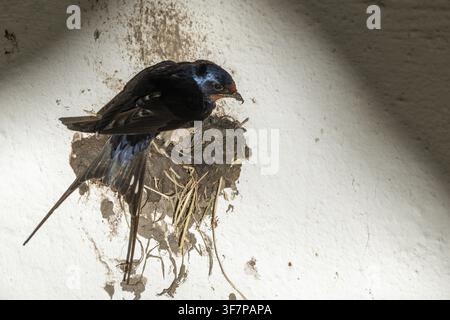 Hirundo rustica, rondine comune, uccelli, covata, costruzione del nido, passeri, rondini, uccelli canori, uccelli Foto Stock