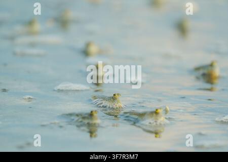 Piccoli mudskipper macchiati di blu che riposano in acque basse e calme con i loro occhi periscopici visibili sopra la superficie. Foto Stock