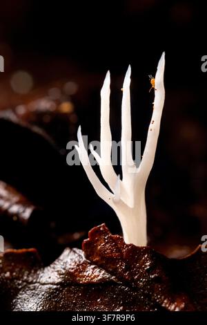 Un fungo corallino bianco a forma di mano spettrale (Clavulina sp.) emerge da un tappeto di foglie inzuppate dalla pioggia - Brevard, Carolina del Nord, USA Foto Stock