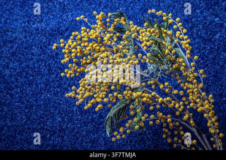 Fiori di mimosa essiccati su uno sfondo blu con texture. Foto Stock