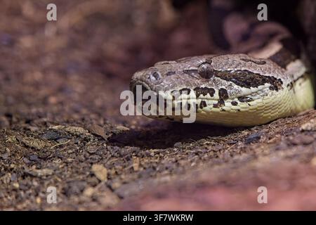 Boa di Dumeril (Acrantophis dumerili), una specie di boa terestre originaria del Madagascar, Zoo di Korkeasaari, Helsinki, Finlandia, Europa. Foto Stock