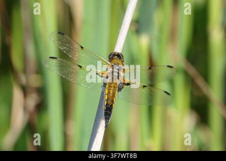 Libellula quadrimaculata (Libellula quadrimaculata) appollaiata su uno stelo di canna con sfondo verde sfocato, macro di una libellula skimmer in natura Foto Stock